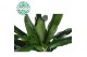 Dracaena fragrans janet lind 75-30-10 