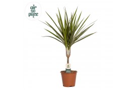 Dracaena marginata stam