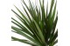 Dracaena marginata stam 