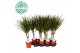 Dracaena marginata stam 