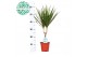 Dracaena marginata stam 