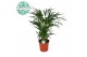 Dypsis lutescens 