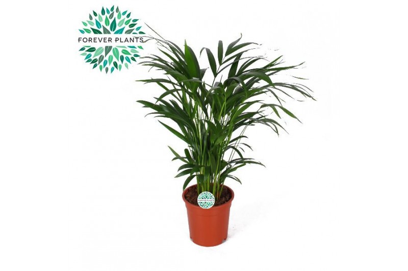 Dypsis lutescens 