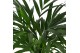 Dypsis lutescens 