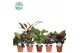 Calathea mix 
