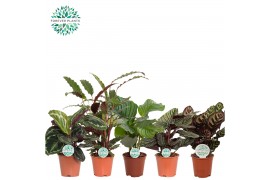Calathea mix