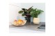 Calathea mix 