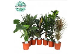 Kamerplanten mix Groen Mix p21 BUDGET 1 pp