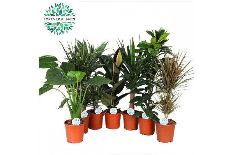 Kamerplanten mix Groen Mix p21 BUDGET 1 pp 