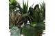 Kamerplanten mix Groen Mix p21 BUDGET 1 pp 