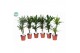Kamerplanten mix Groenmix Barbosa p17 1 pp 