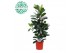 Ficus cyathistipula 