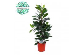 Ficus cyathistipula