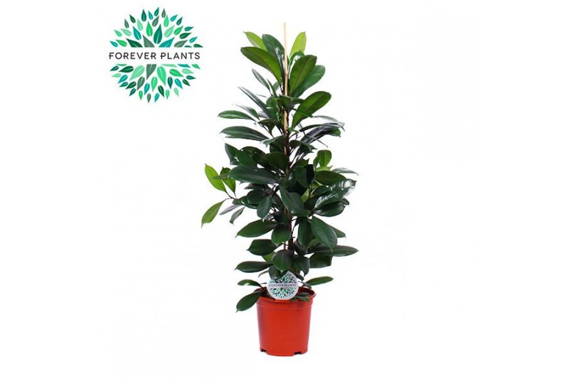 Ficus cyathistipula 