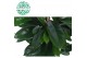 Ficus cyathistipula 