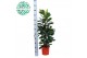 Ficus cyathistipula 