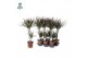 Dracaena marg. magenta 30-10 Air So Pure 