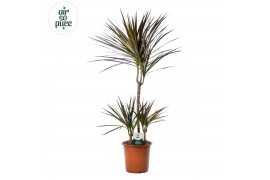 Dracaena marg. magenta 45-15-10 Air So Pure