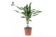 Dracaena frag. der. janet lind Air So Pure 