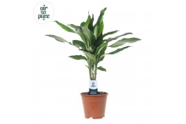 Dracaena frag. der. janet lind Air So Pure