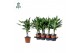 Dracaena frag. der. janet lind Air So Pure 