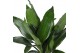 Dracaena frag. der. janet lind Air So Pure 