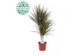 Dracaena marg. bicolor 30-10