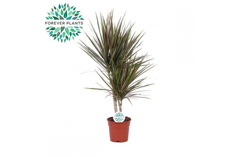 Dracaena marg. bicolor 30-10 