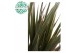 Dracaena marg. bicolor 30-10 