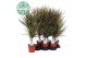 Dracaena marg. bicolor 30-10 