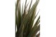 Dracaena marg. bicolor 30-10 Air So Pure 