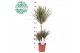 Dracaena marg. bicolor 45-15-10 
