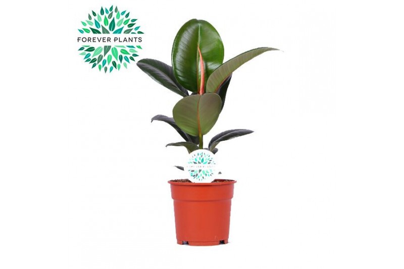 Ficus elastica robusta 