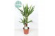 Yucca 45-20 45-20, 3+ Kop 