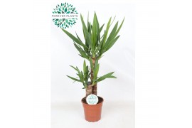 Yucca 45-20 45-20, 3+ Kop
