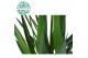 Yucca 45-20 45-20, 3+ Kop 