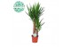Yucca 45-20 45-20, 3+ Kop 