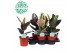 Ficus elastica mix 