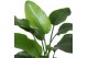 Strelitzia nicolai Air So Pure 