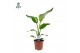 Strelitzia nicolai 