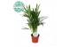 Dypsis lutescens 