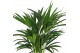 Dypsis lutescens 