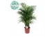 Dypsis lutescens 