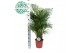 Dypsis lutescens 