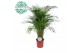 Dypsis lutescens 