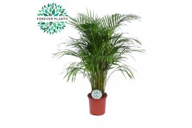 Dypsis lutescens