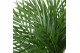 Dypsis lutescens 
