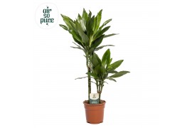 Dracaena frag. der. janet lind 30-10 Air So Pure