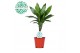Dracaena frag. der. janet lind 