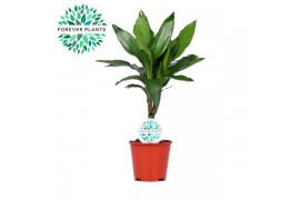 Dracaena frag. der. janet lind